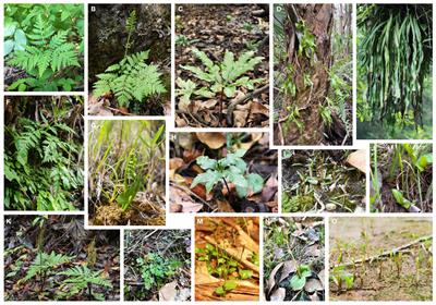 Organellar phylogenomics of Ophioglossaceae fern genera